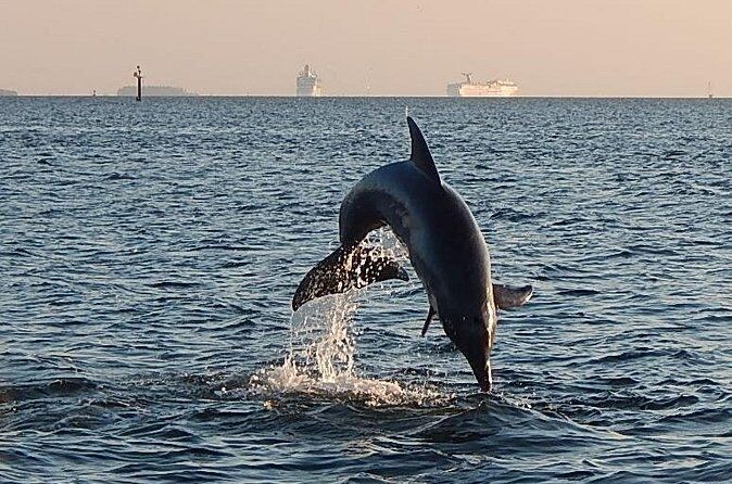 Hour Dolphin Sightseeing Cruise from Tampa - Tampa Florida