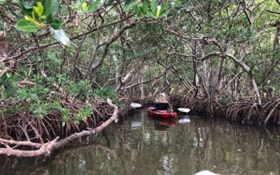 Best Things to Do in Sarasota (2026): Top-Rated Tours & Experiences