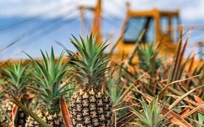 Maui Pineapple Farm Tour in Haliimaile (2026 Review & Booking Guide)