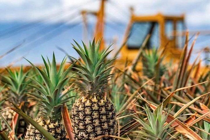 Maui Pineapple Farm Tour in Haliimaile in Maui