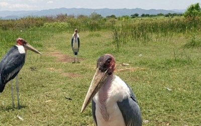 Best Tours & Experiences in Arba Minch, Ethiopia