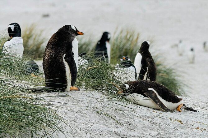 Falkland Islands Penguin Tour Gypsy Cove Yorke Bay and Stanley City