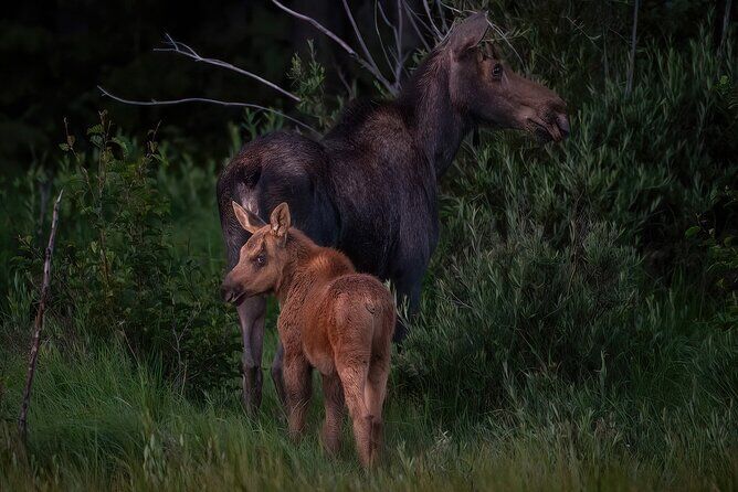 Guided Driving or Hiking Tour in RMNP 4 Hour - Rocky Mountain National Park