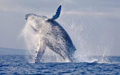 Best Tours & Experiences in Puerto Lopez, Ecuador