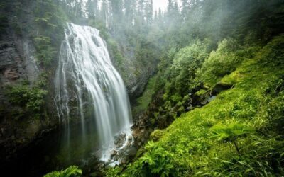 Mt. Rainier National Park Highlights Tour (2026 Review & Booking Guide)