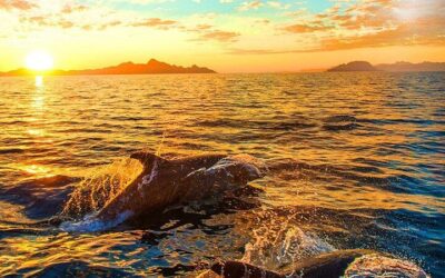 Dolphin Watching & Sunset Boat Tour With Drinks & optional Dinner (2026 Review & Booking Guide)