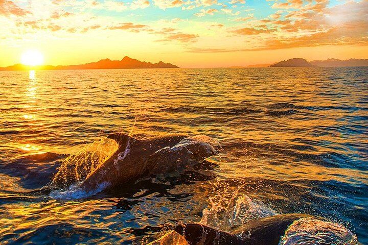Dolphin Watching & Sunset Boat Tour With Drinks & optional Dinner (2026 Review & Booking Guide) 1 Dolphin Watching & Sunset Boat Tour With Drinks & optional Dinner in Pula