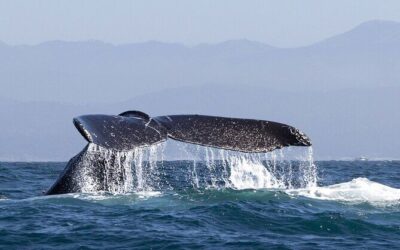 Best Tours & Experiences in Samana