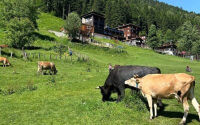 Best Tours & Experiences in Rize Turkey