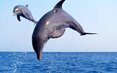 Best Tours & Experiences in Port Aransas Texas