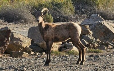 Best Tours & Experiences in Yuma Arizona