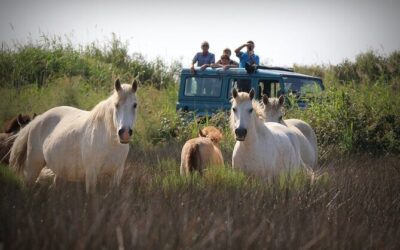Best Tours & Experiences in Aigues Mortes Camargue