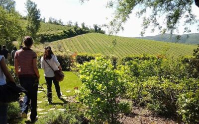 Best Tours & Experiences in Radda in Chianti Italy