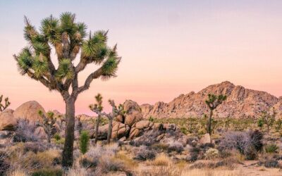 Die besten Touren und Erlebnisse im Joshua-Tree-Nationalpark