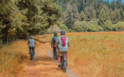 Die besten Touren und Erlebnisse im Redwood-Nationalpark