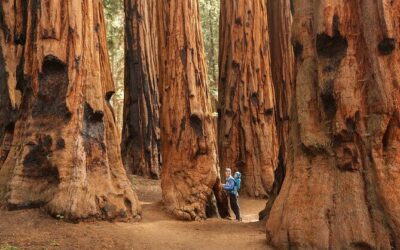 Die besten Touren und Erlebnisse im Sequoia-Nationalpark