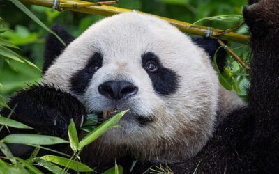 Die besten Touren und Erlebnisse im San Diego Zoo