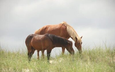 Die besten Touren und Erlebnisse in Outer Banks