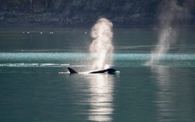 Beste Touren und Erlebnisse auf den San Juan Islands