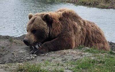 Mejores tours y experiencias en Anchorage
