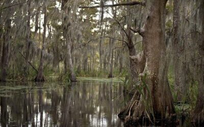 Mejores tours y experiencias por los pantanos de Nueva Orleans