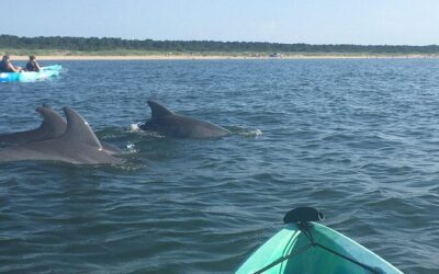 Best Tours & Experiences in Virginia Beach