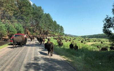 Best Tours & Experiences in Black Hills South Dakota
