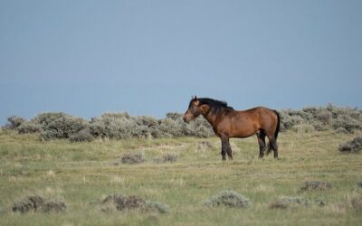 Best Tours & Experiences in Cody Wyoming