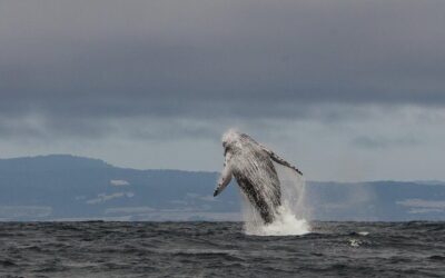 Best Tours & Experiences in Santa Cruz California