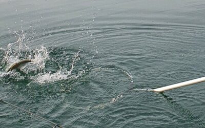 Best Tours & Experiences in Lake Constance