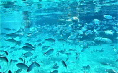 Best Tours & Experiences in Ibiza Spain