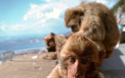 Best Tours & Experiences in Gibraltar