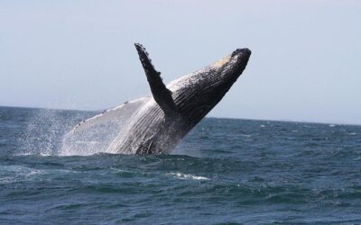 Best Tours & Experiences in Newcastle England