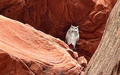 Best Tours & Experiences in Kanab Utah