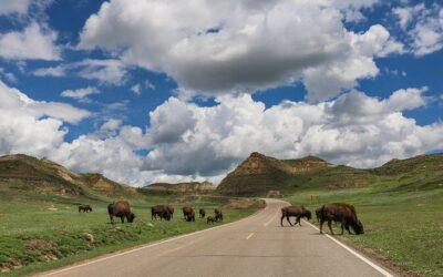 Best Tours & Experiences in Theodore Roosevelt National Park