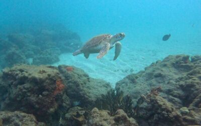 Best Tours & Experiences in Boca Raton Florida