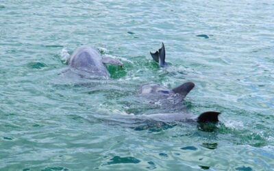Best Tours & Experiences in Anna Maria Island Florida