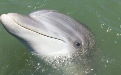 Best Tours & Experiences in Hilton Head Island Golf