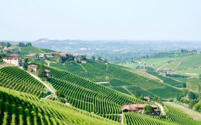 Best Tours & Experiences in Alba Piedmont Italy