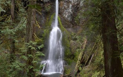 Best Tours & Experiences in Port Angeles Washington