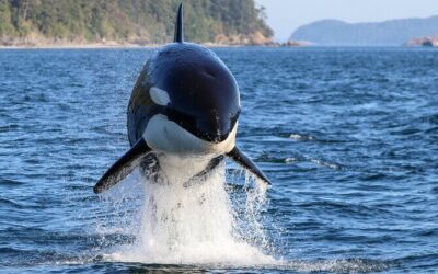 Best Tours & Experiences in Anacortes Washington