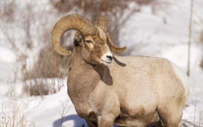 Best Tours & Experiences in Cody Yellowstone Wyoming