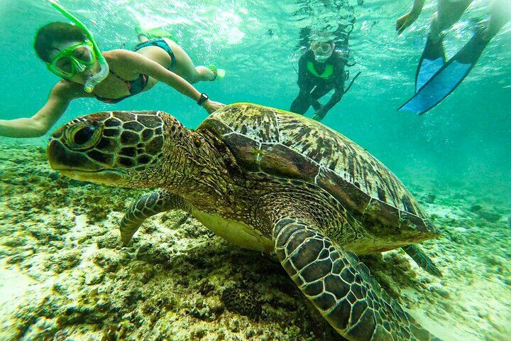 Best Tours & Experiences in Cebu 14 From Cebu: Oslob Whale Shark Swimming & Moalboal Sardine Run Tour