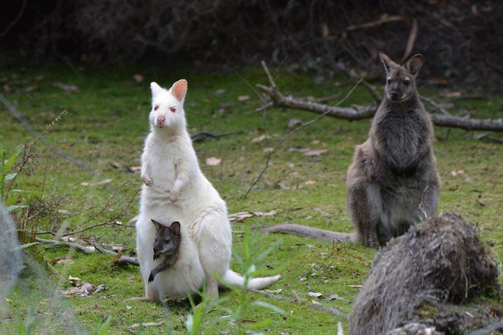 호바트 추천 투어 & 체험 11 Full-Day Guided Bruny Island Tour from Hobart