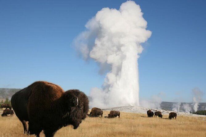 Full Day Guided Yellowstone Day Tour - Cody Yellowstone Wyoming