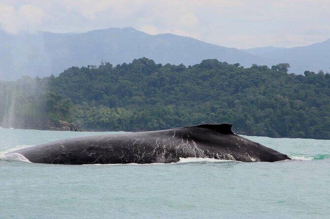 Best Tours & Experiences in Manuel Antonio 16 Full Day Manuel Antonio Off Shore