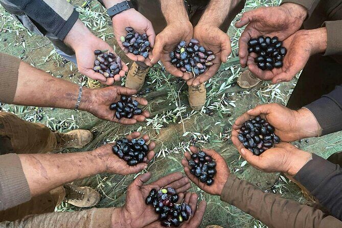 Best Tours & Experiences in Tropea Calabria Italy 23 Full Day Olive Oil Farm and Nicotera Tour with Calabrian Lunch - Tropea Calabria Italy