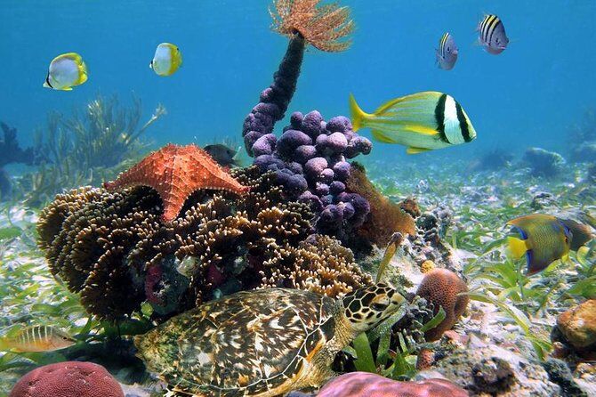 Best Tours & Experiences in Bocas del Toro 18 Full Day Speedboat Tour from Bocas Town Explore 5 Locales
