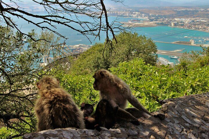Best Tours & Experiences in Mijas Pueblo Spain 14 Gibraltar and Mijas Tour from Málaga full assistance