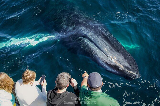Gloucesters Most Recommended Whale Watch Company Guaranteed Sightings